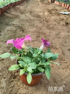 高度15厘米矮牵牛