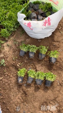 高度10厘米蛇莓