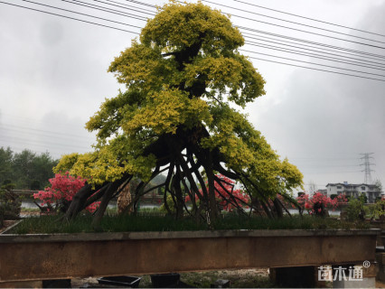520公分造型金叶榆