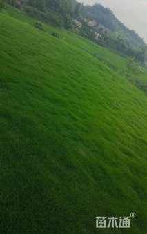 草毯状四季青草坪