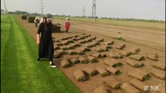 草卷状百慕大草