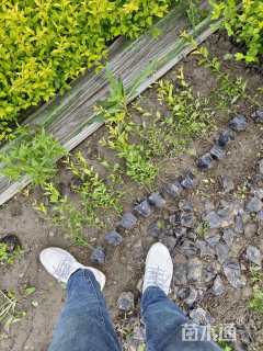 高度35厘米金禾女贞