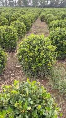 冠幅100厘米冬青球