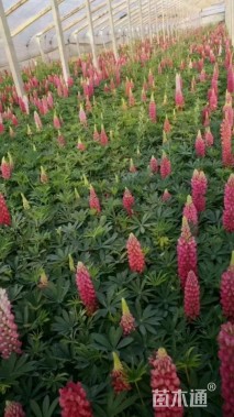 高度50厘米羽扇豆