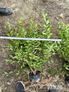 高度45厘米金叶女贞小苗