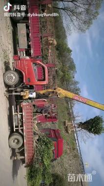 高度250厘米茶花-红露珍