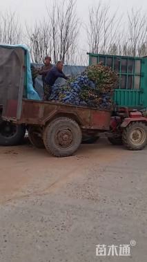 高度45厘米卫矛