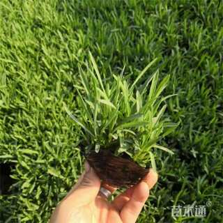 高度20厘米常夏石竹