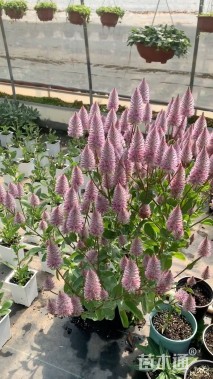 高度30厘米鼠尾草