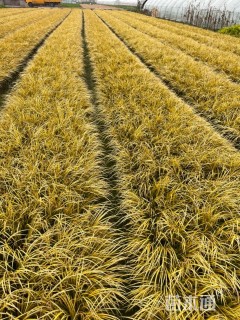 高度35厘米金线菖蒲