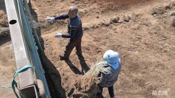 高度60厘米水蜡