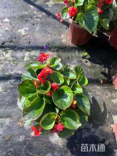 高度15厘米四季海棠