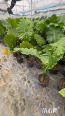 高度1.2厘米海芋