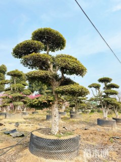 20公分造型椤木石楠