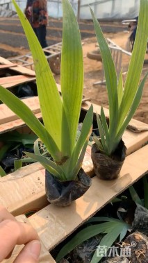 高度50厘米西伯利亚鸢尾