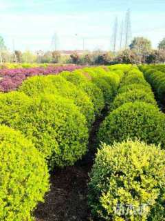 冠幅120厘米亮晶女贞球