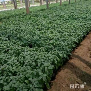 高度17厘米鼠尾草