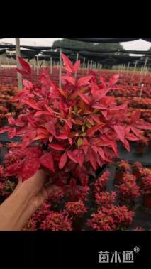 高度20厘米火焰南天竹杯苗