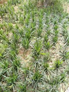 高度25厘米麦冬草