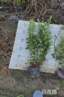 高度40厘米卫矛