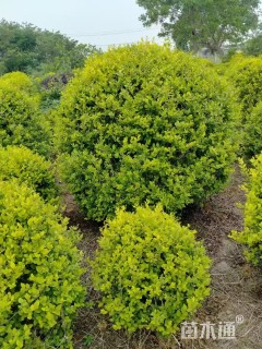 冠幅100厘米金叶女贞球