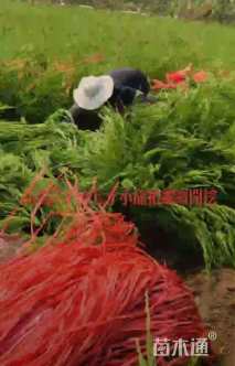 高度60厘米小龙柏