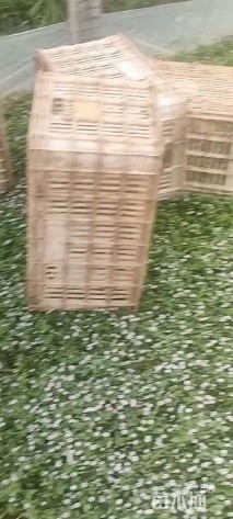 高度15厘米姬岩垂草