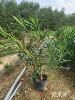 高度35厘米粉花夹竹桃