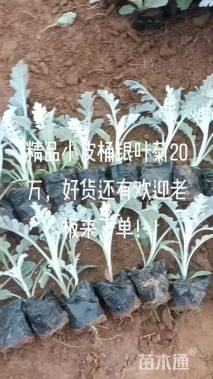 高度10厘米银叶菊