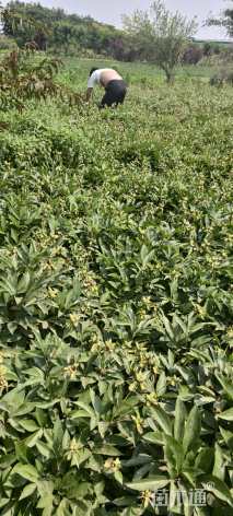 高度40厘米北海道黄杨