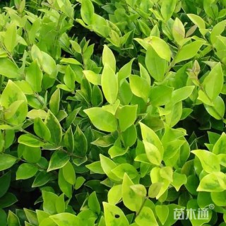 高度50厘米金森女贞小苗