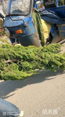 高度180厘米龙柏