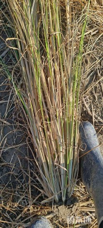 高度60厘米香根草