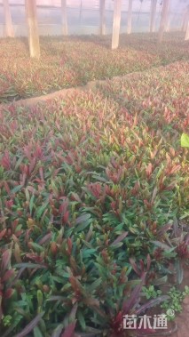 高度13厘米千鸟花