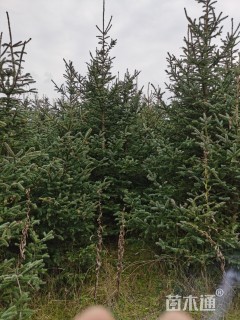 高度500厘米云杉