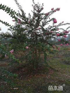 高度500厘米丛生红花紫薇