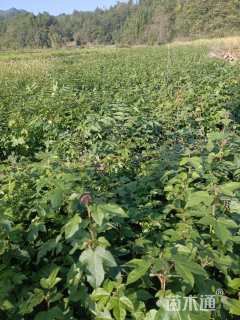 高度80厘米枫香小苗