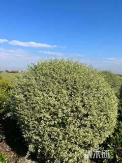 冠幅200厘米银姬小蜡球