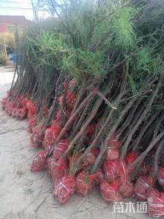 高度300厘米柽柳