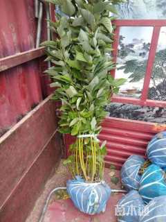 高度130厘米红瑞木