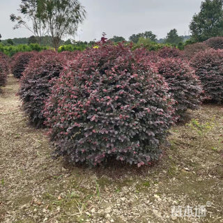 冠幅80厘米红花继木球