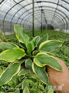 10厘米金边玉簪