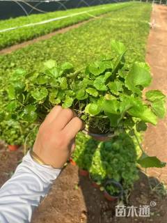 高度20厘米二月兰