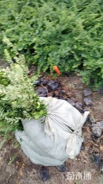 高度30厘米亮绿忍冬小苗