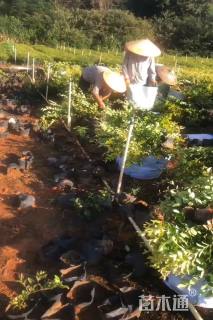 高度40厘米金森女贞