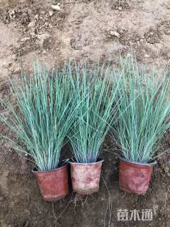 高度50厘米糖蜜草