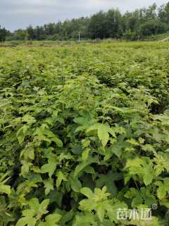 高度80厘米枫香小苗