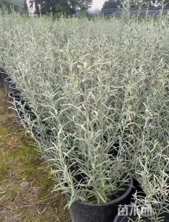 高度50厘米柳叶星河