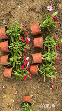 高度15厘米长春花