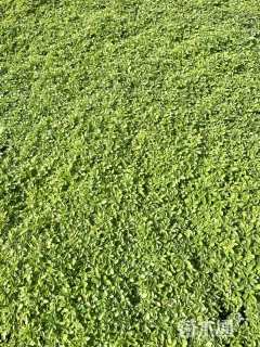 高度25厘米醉蝶花